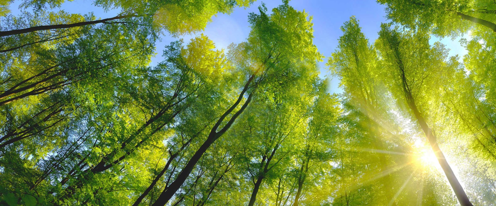  Deciduous forest with green leaves in sun light and blue sky above