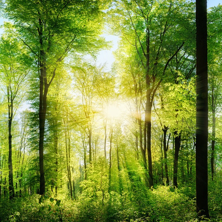 Deciduous green forest flooded with sunlight 